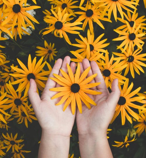 Close-up of hands holding vibrant yellow daisies, showcasing natural beauty and floral pattern.